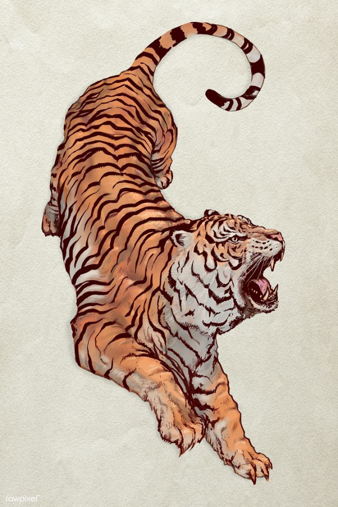 Hand drawn roaring tiger illustration  premium image by rawpixel