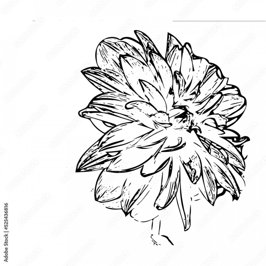 hand drawn xenia flower Stock Vector  Adobe Stock