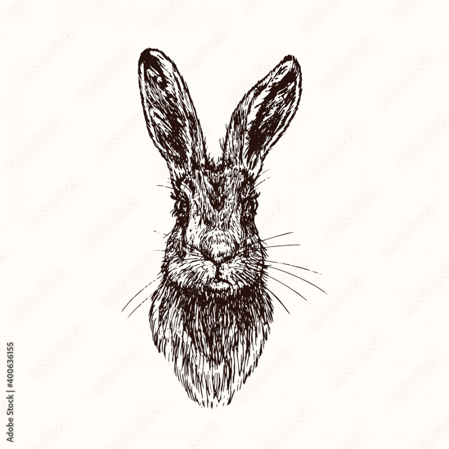 Hare (rabbit) face, front view, doodle black ink drawing, woodcut