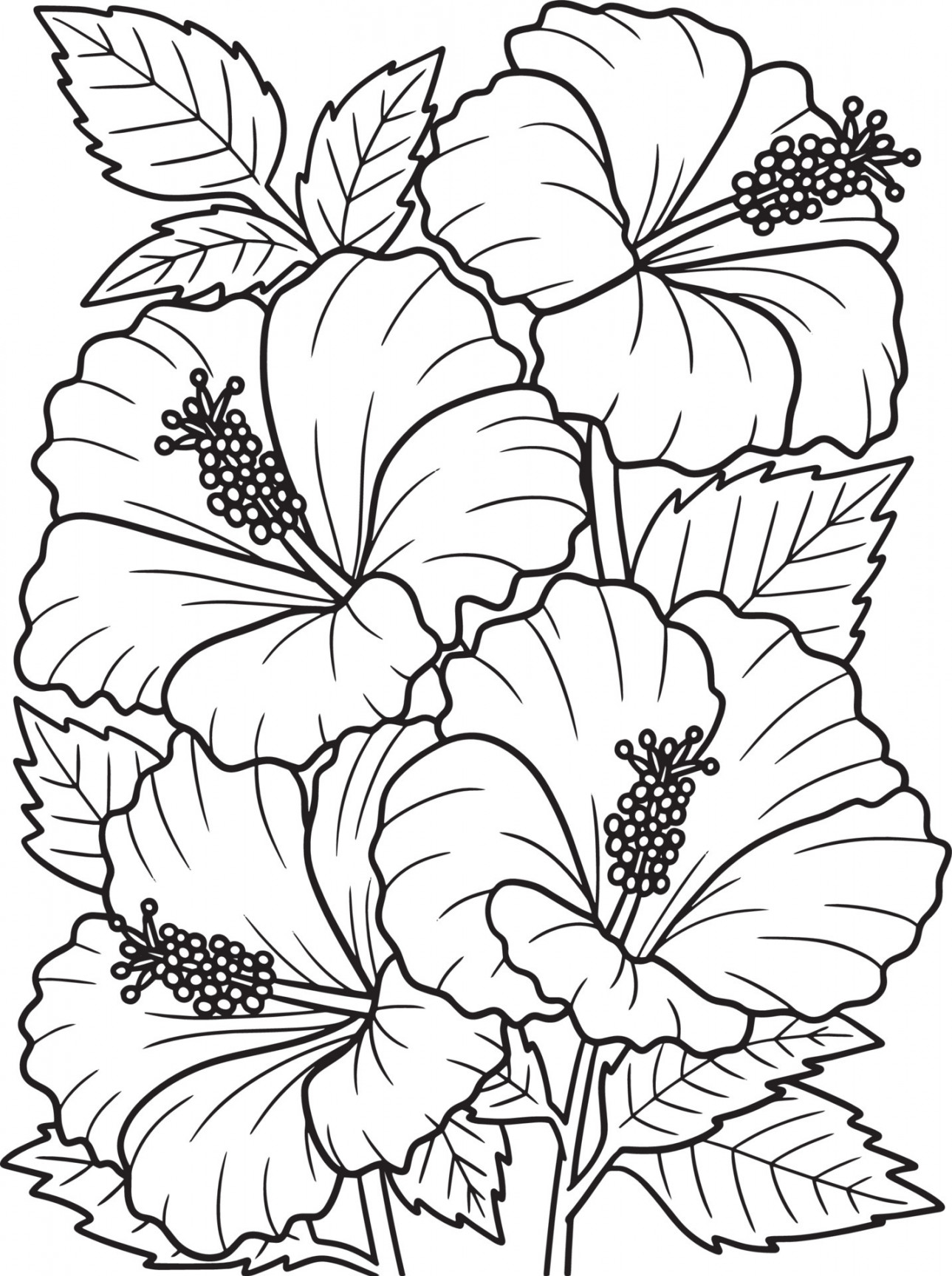 Hibiscus Flower Coloring Page for Adults  Vector Art at