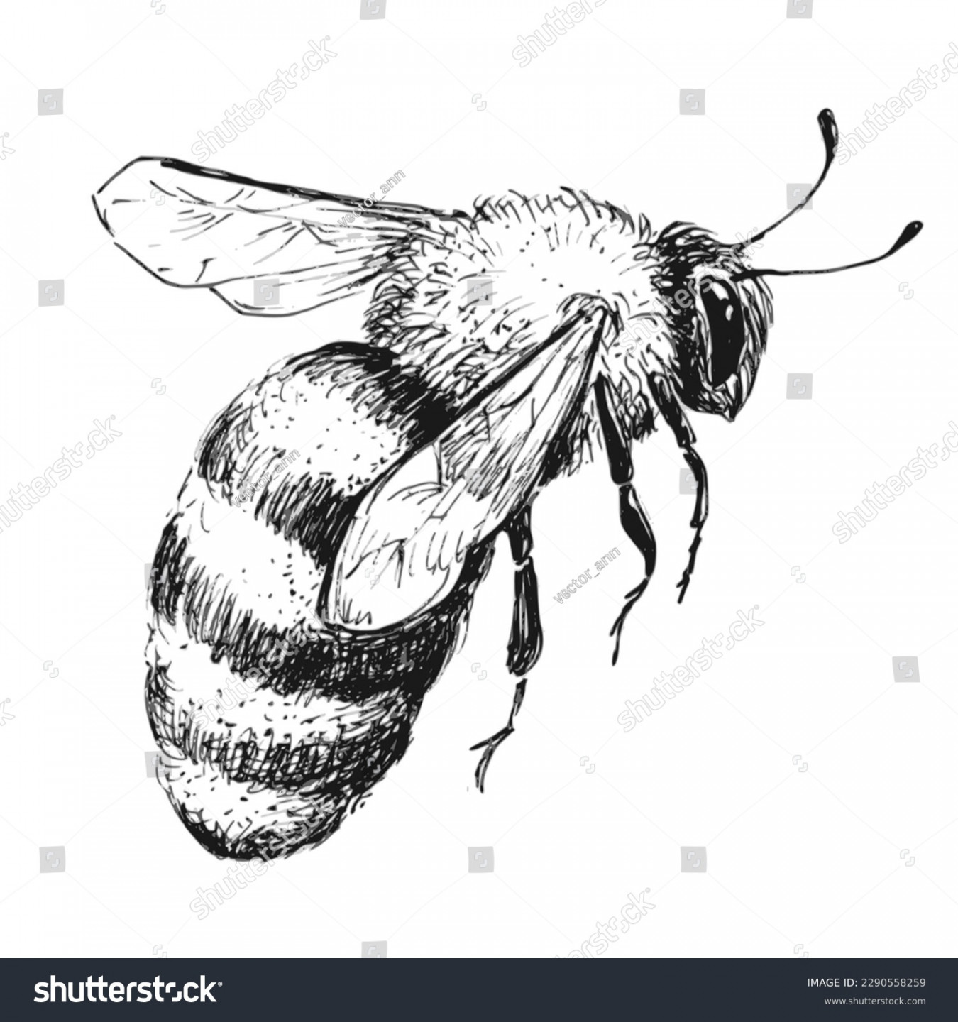 Honey Bee Sketch Photos and Images  Shutterstock