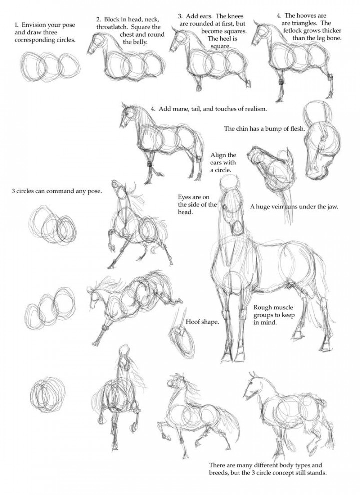 horse anatomy  Horse drawings, Drawings, Animal drawings