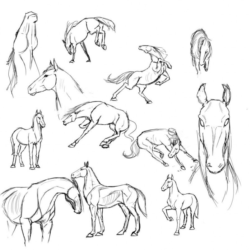 Horse studies by RasnovStables on DeviantArt  Horse drawings