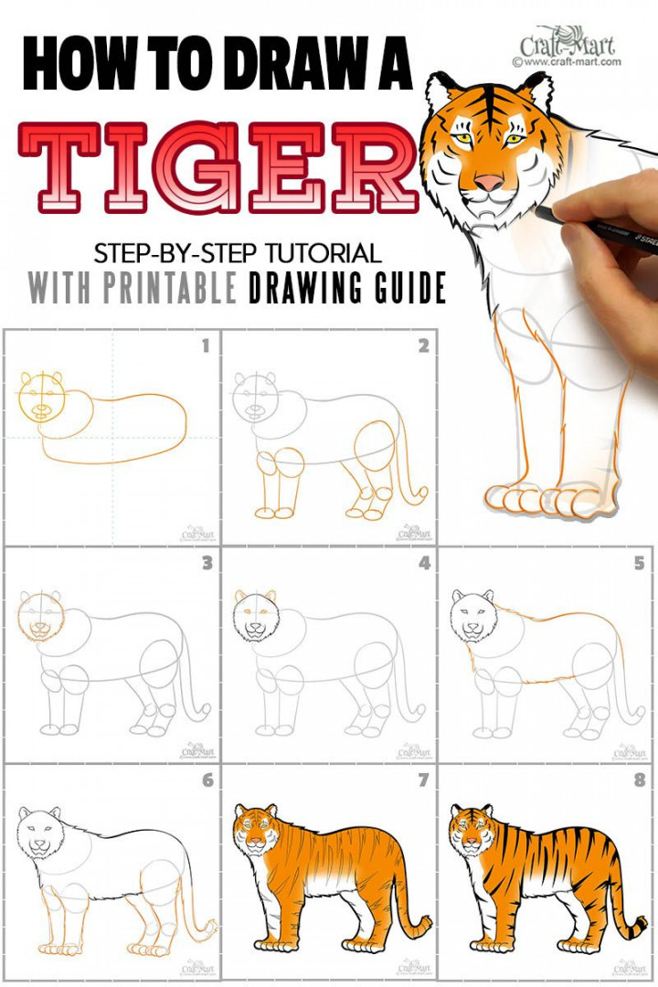 How to create a nice drawing of a tiger for beginners  Tiger