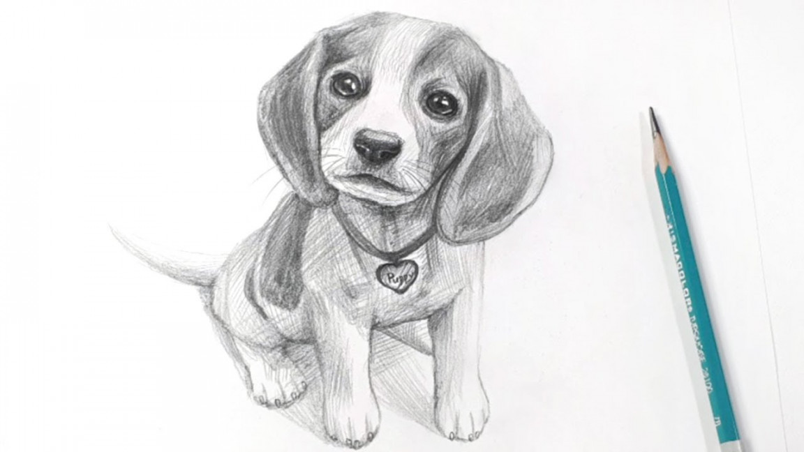 How to draw a beagle puppy - pencil drawing sounds ASMR