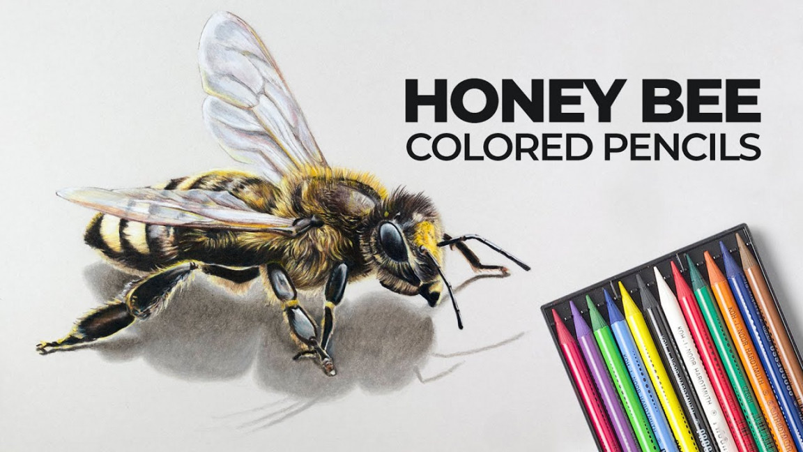 How to Draw a Bee with Colored Pencils - Time Lapse