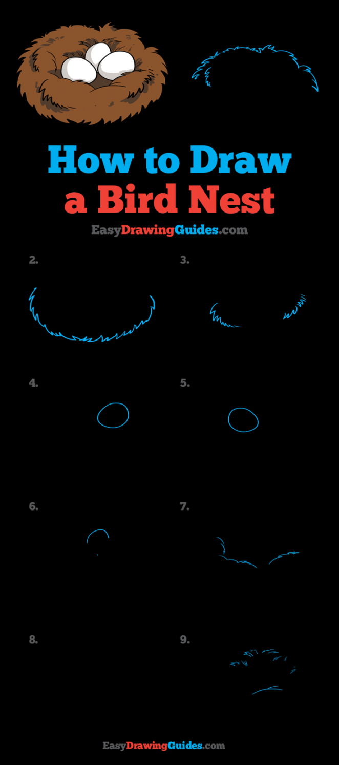 How to Draw a Bird Nest - Really Easy Drawing Tutorial  Bird