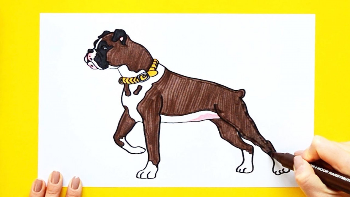 How to draw a Boxer dog