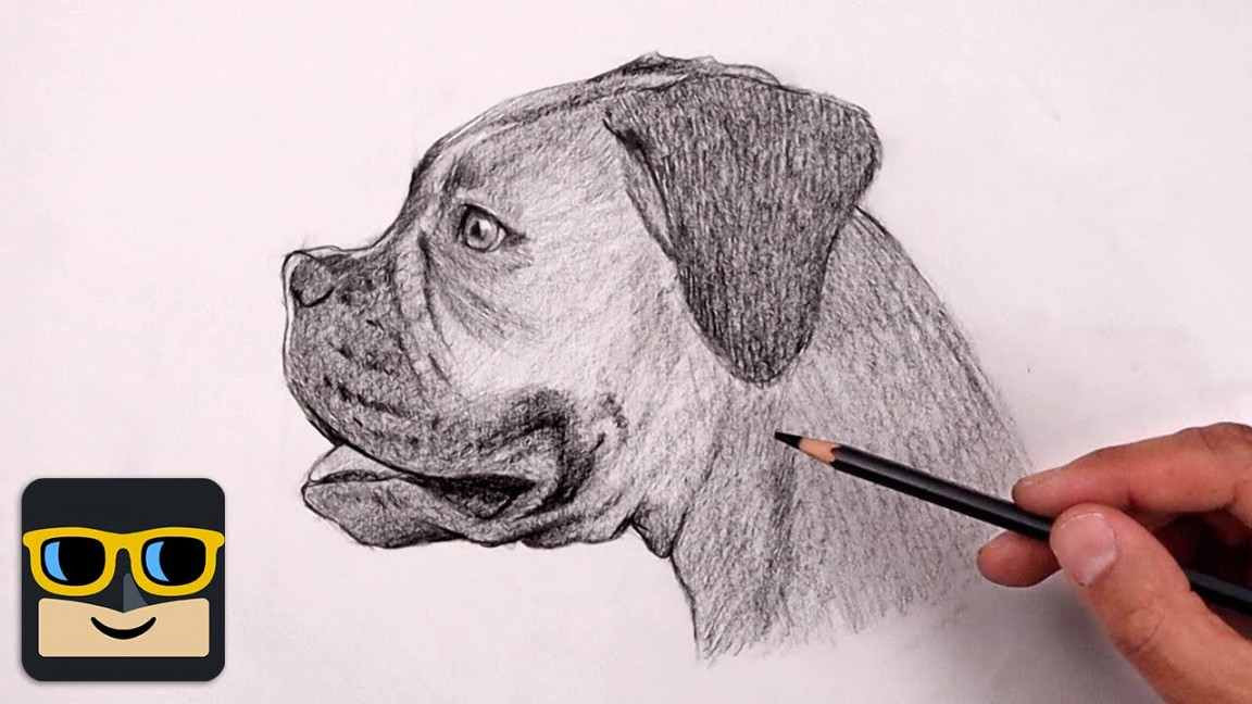 How To Draw a Dog  Boxer Sketch Tutorial