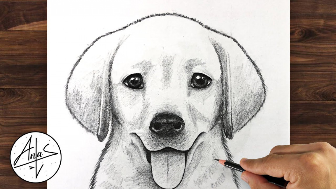 How To Draw a DOG (GOLDEN LAB PUPPY)  Drawing Tutorial