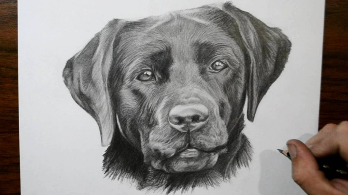 How to Draw a Dog - Labrador