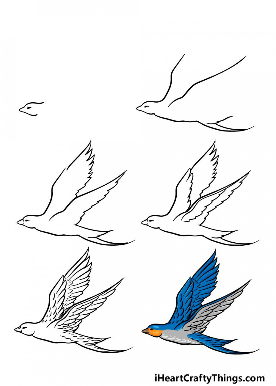 How to Draw A Flying Bird – A Step by Step Guide  Drawing birds