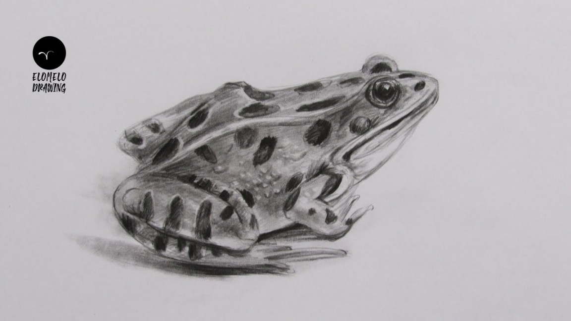 How To Draw A Frog : Pencil Sketch : frog Drawing