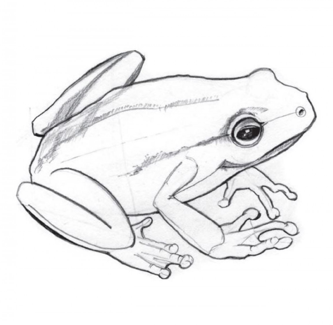 How to draw a frog with a pencil step-by-step by ImagiDraw on