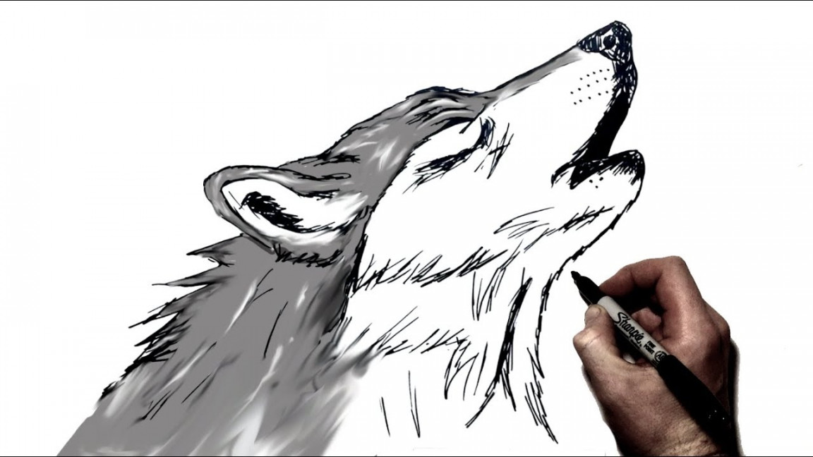 How to Draw A Howling Wolf  Step by Step