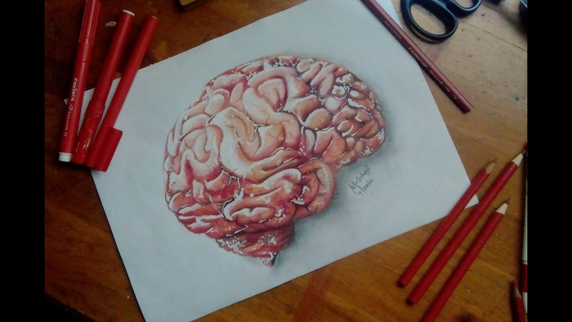 How to draw a human brain