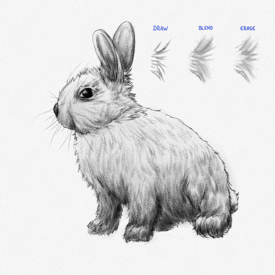 How to Draw a Rabbit: A Step-by-Step Guide – Artlex