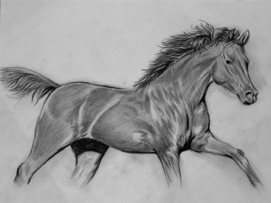 How To: Draw a realistic horse  Horse drawings, Horses, Horse drawing