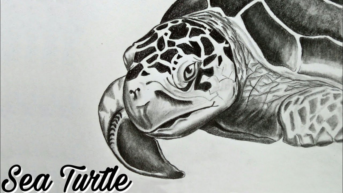 How to draw a realistic sea turtle step by step ( sea turtle head drawing )  with pencil shading