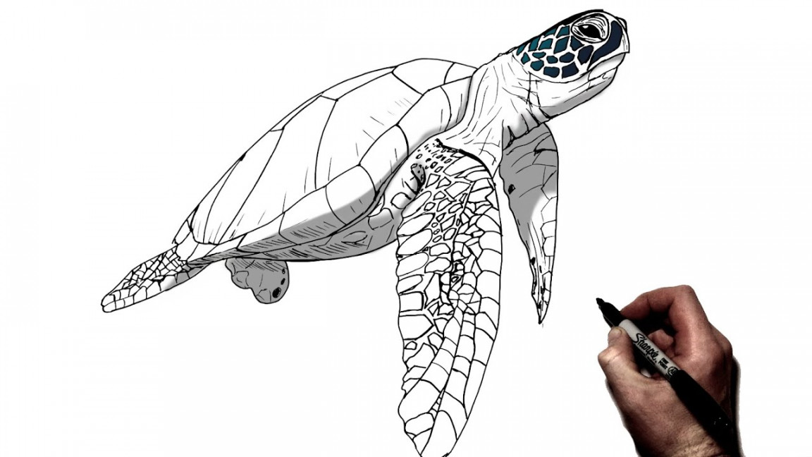 How To Draw A Sea Turtle  Step By Step