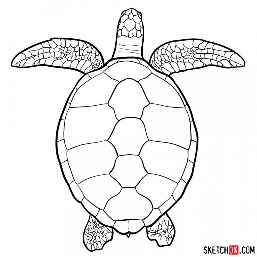 How to draw a Sea Turtle (view from the top)  Turtle drawing