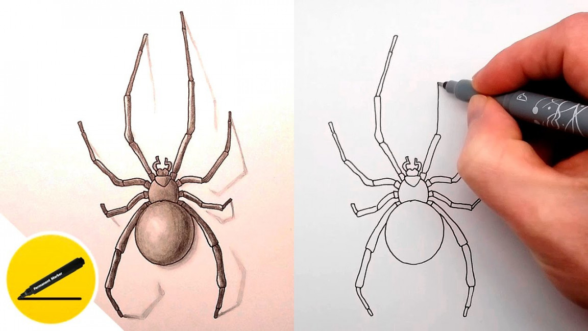 How to Draw a Spider Step by Step - Drawing Tutorial Video