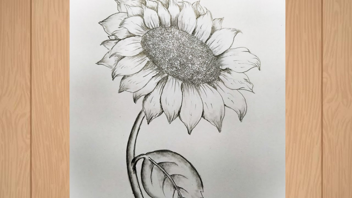 How to draw a sunflower /easy sunflower drawing / pencil sketch