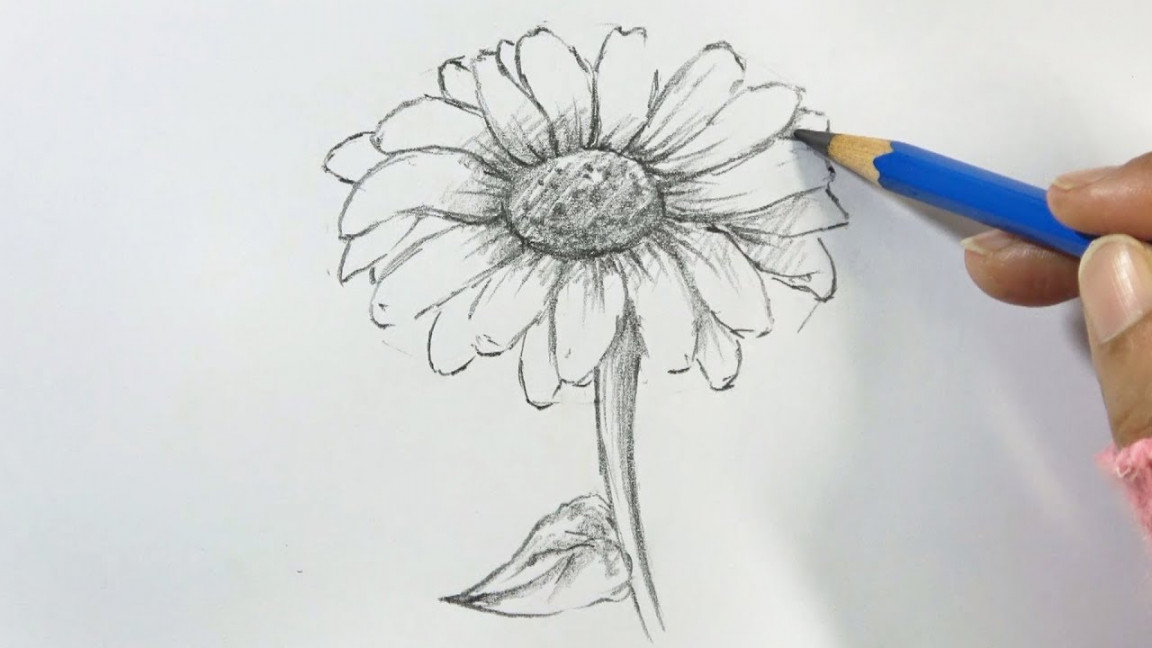 How to Draw a Sunflower Step by Step  Hihi Pencil