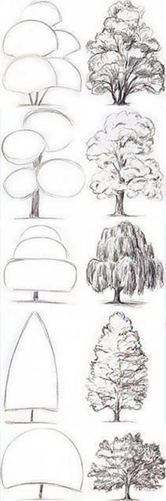 How To Draw A Tree (Step By Step Image Guides) - Bored Art  Art