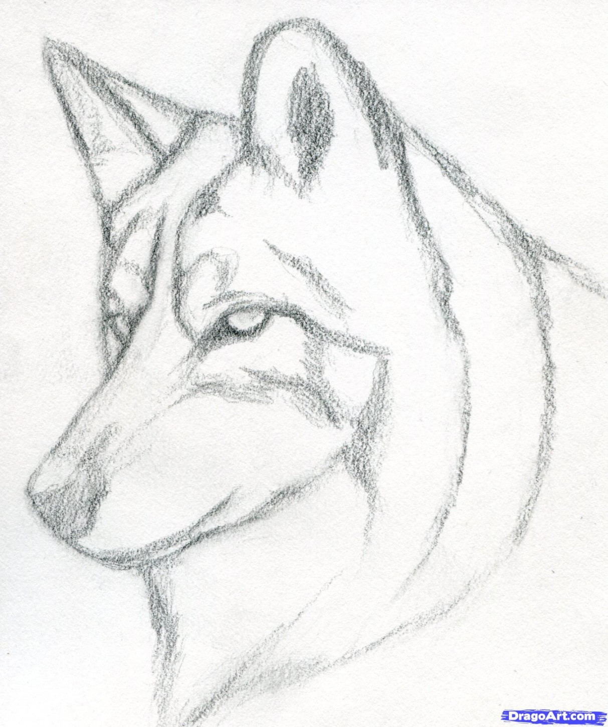 How to Draw a Wolf Head, Mexican Wolf, Step by Step, forest