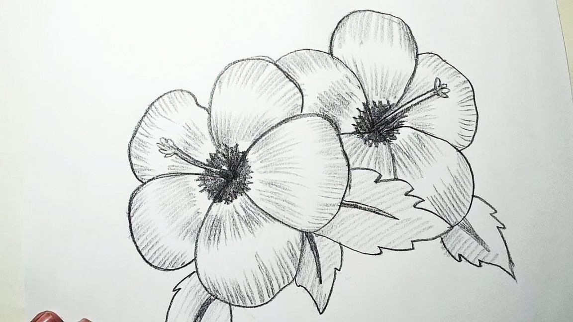 How to Draw Hibiscus Flowers  Pencil Drawing, Shading for Beginners