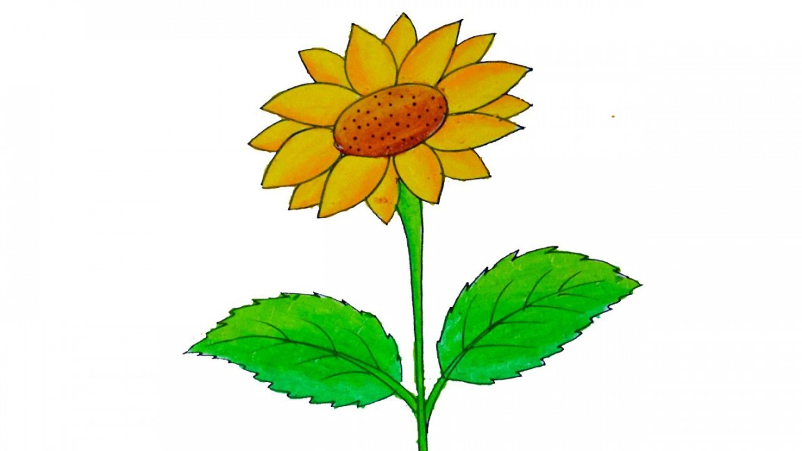 How to Draw Sunflower for Kids  Sunflower Drawing step by step