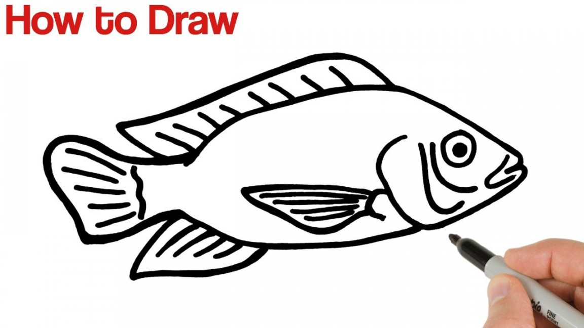 How to Draw Tilapia Fish Easy