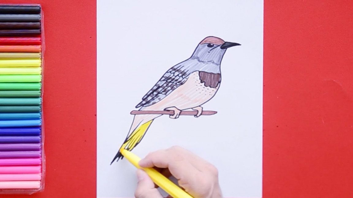 How to draw Yellowhammer - State Bird of Alabama