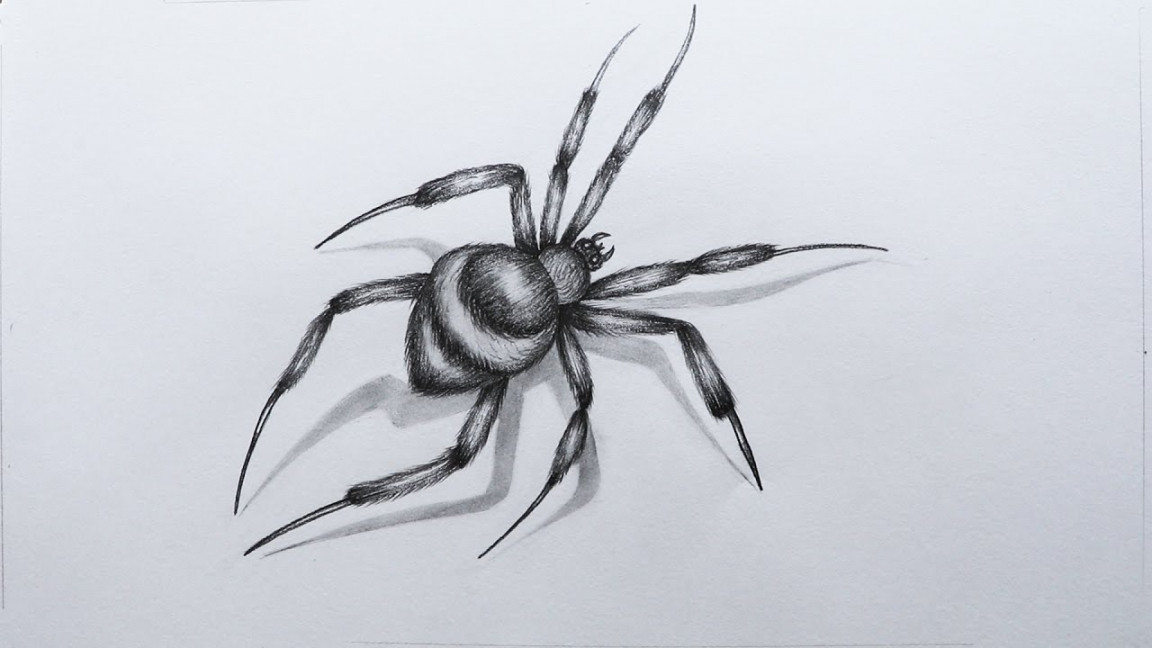 How to Sketch a Spider