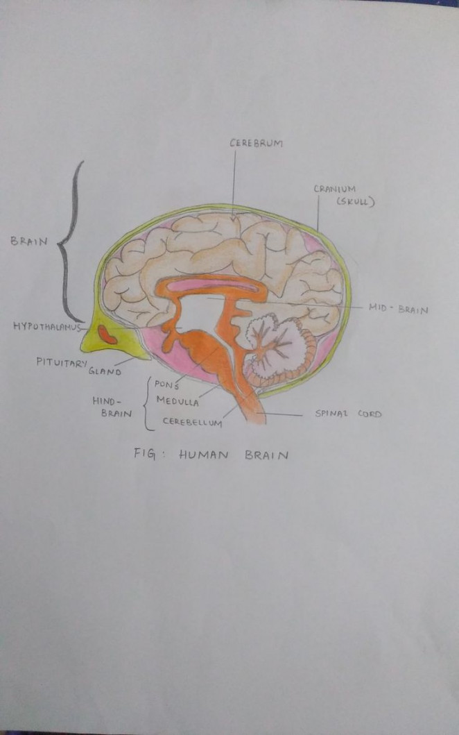 Human brain diagram  Human brain diagram, Brain diagram, Study