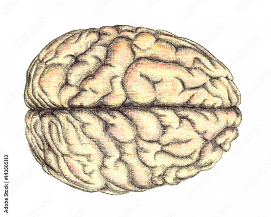 Human brain view from above, hand drawn medical illustration