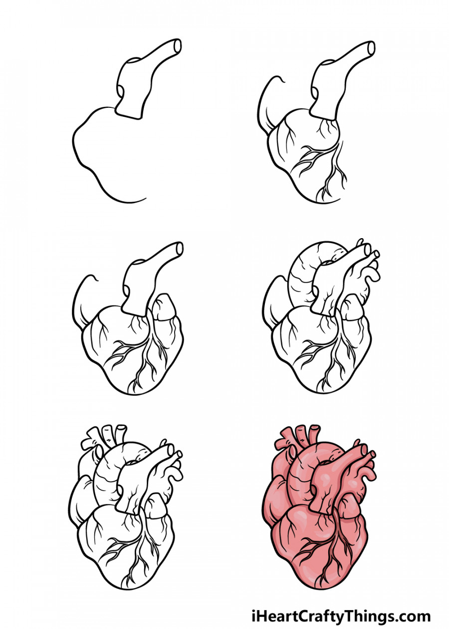 Human Heart Drawing - How To Draw A Human Heart Step By Step