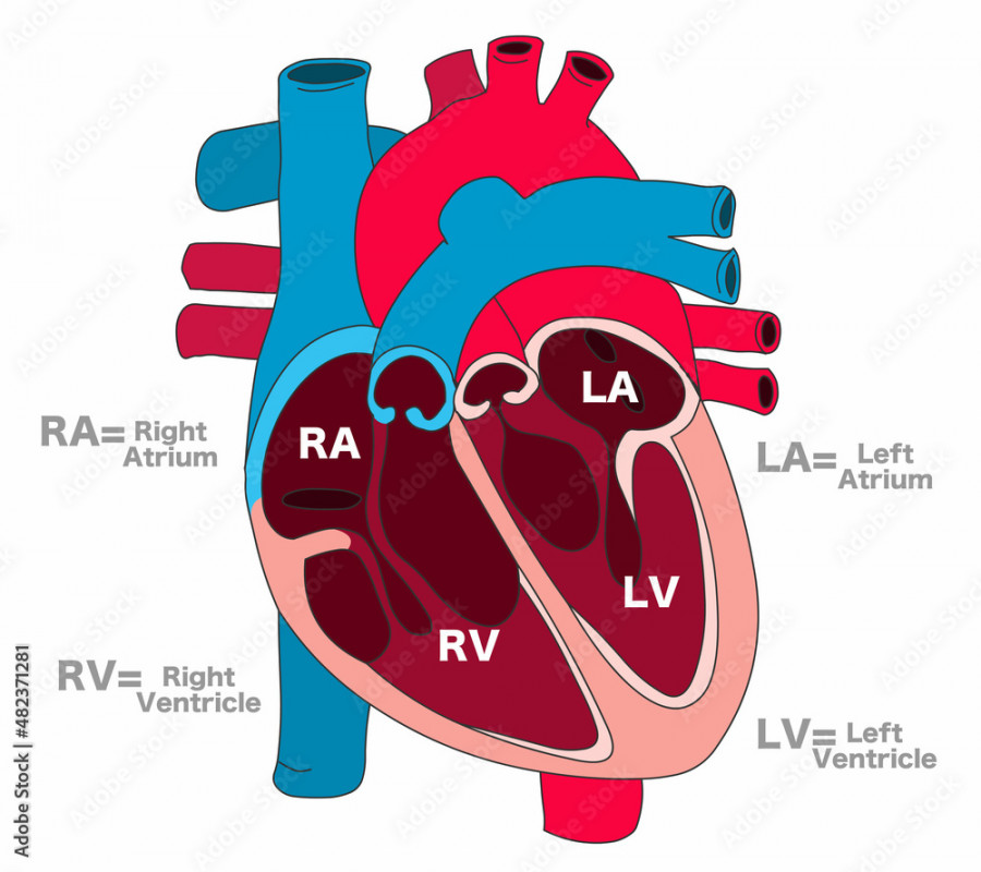 Human heart parts anatomy. Cross section structure draw