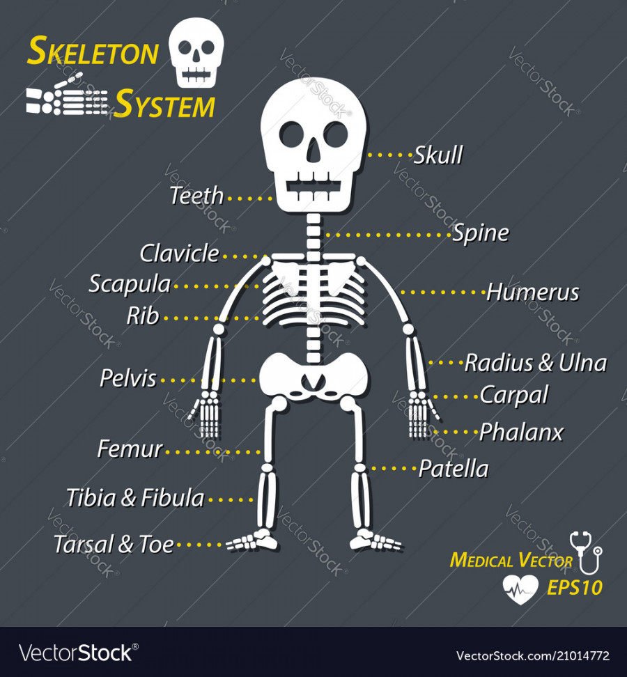 Human skeleton and all name of bone Royalty Free Vector