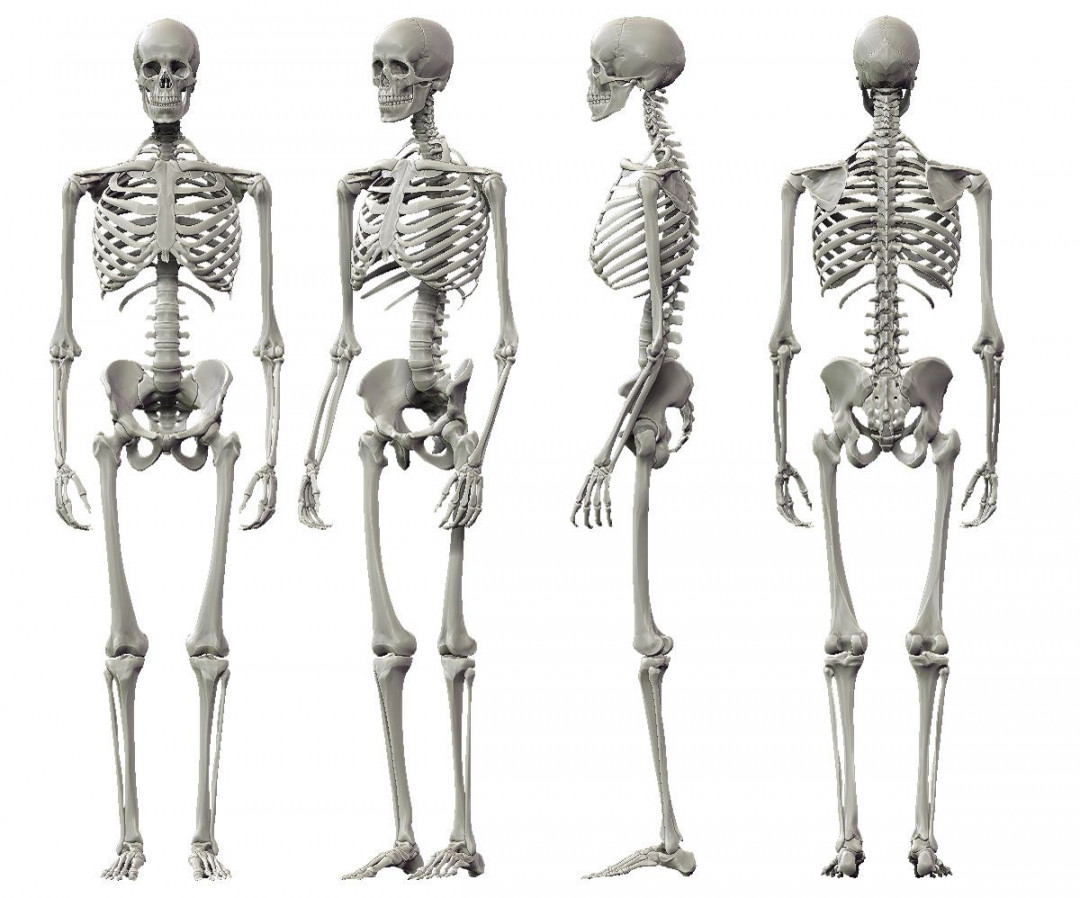 human skeleton side profile - Google Search   Skeleton anatomy