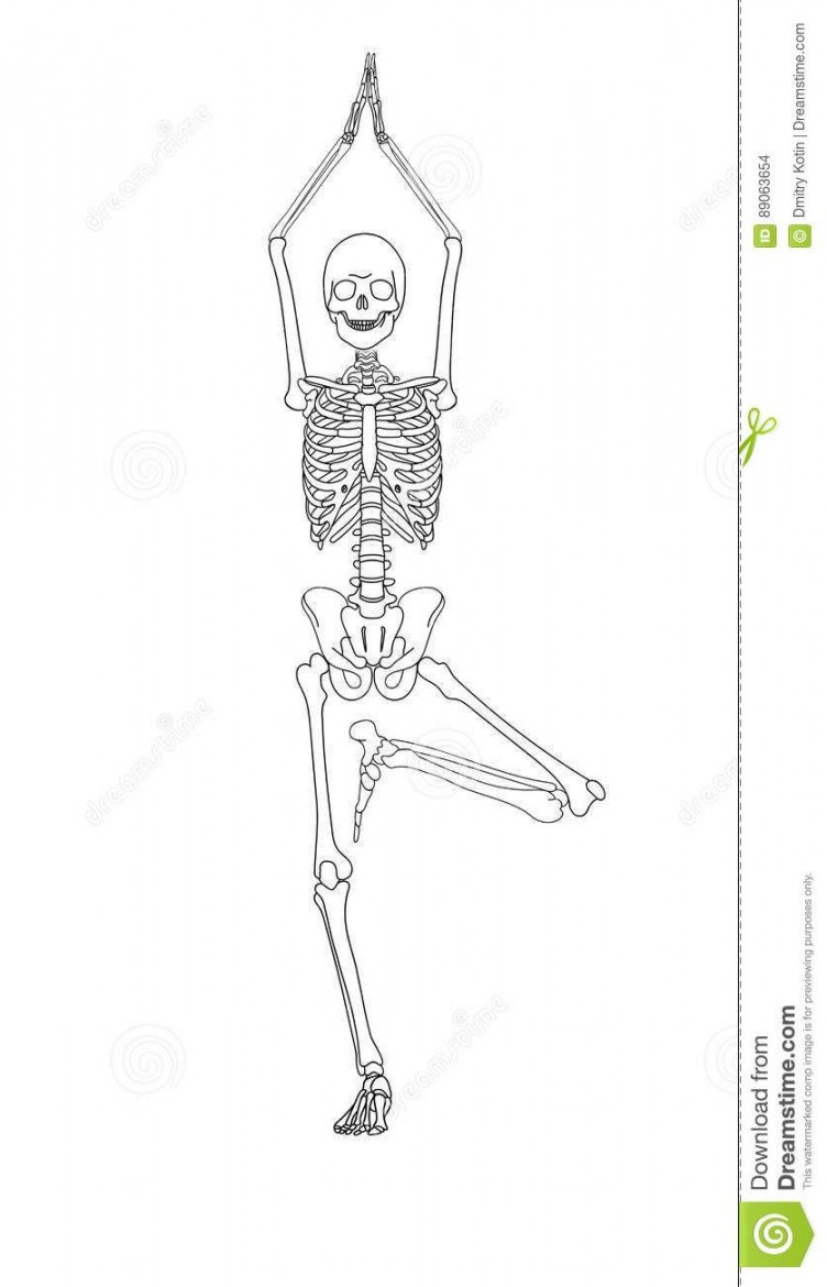 Illustration about Human skeleton in yoga position over white