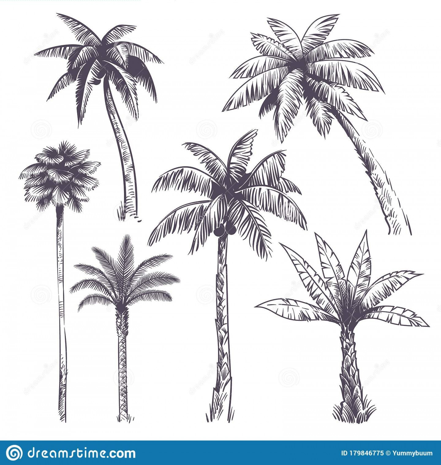 Illustration about Sketch palm tree