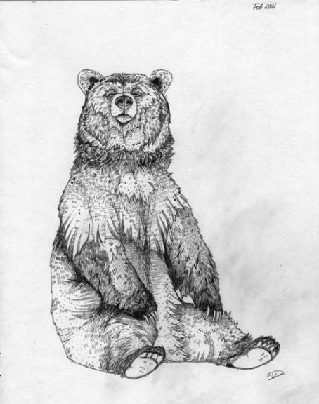 illustrations of bears sitting  Bear sketch, Bear art, Bear