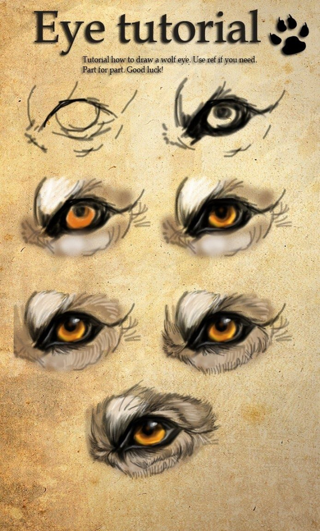 Image result for wolf eye  Wolf eyes, Drawing techniques, Wolf