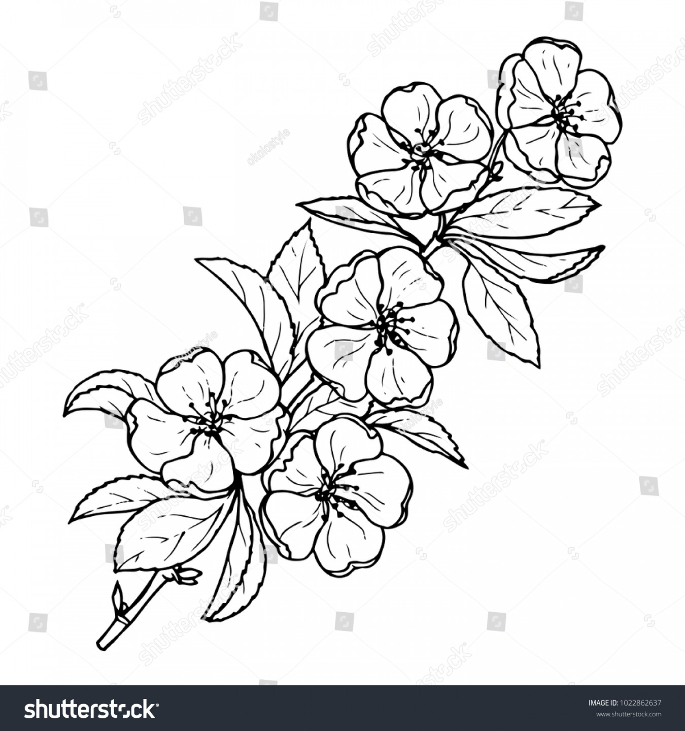 Ink Pencil Black White Flower Sketchtransparent: Stock