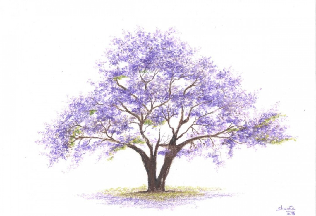 Jacaranda Tree colored pencil drawing Pencil drawing by Shweta