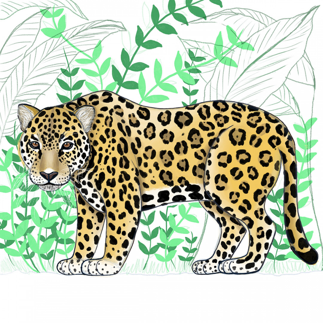 Jaguar  Onça-pintada on Behance