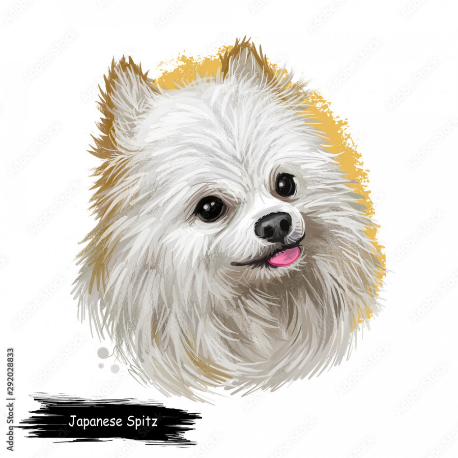 Japanese Spitz dog digital art illustration isolated on white