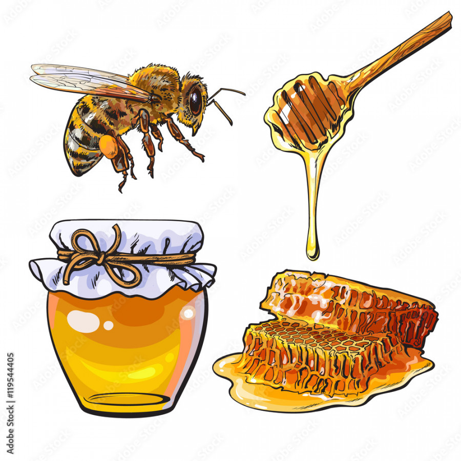 Jar of honey, bee, dipper and honeycomb, sketch style vector